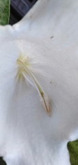 Beaumontia grandiflora