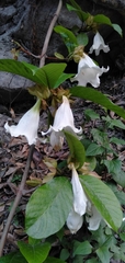 Beaumontia grandiflora