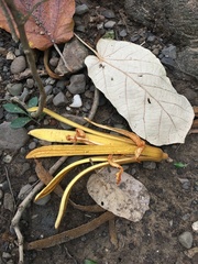 Pterospermum acerifolium
