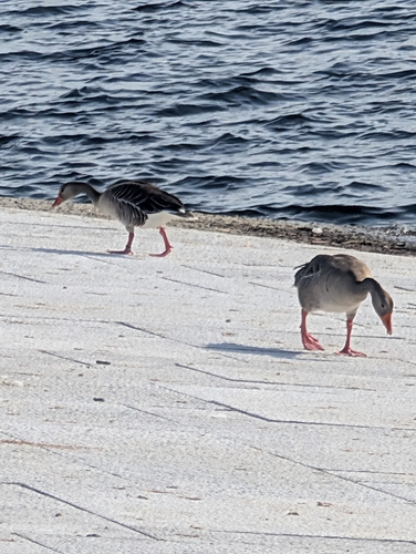 Greylag Goose