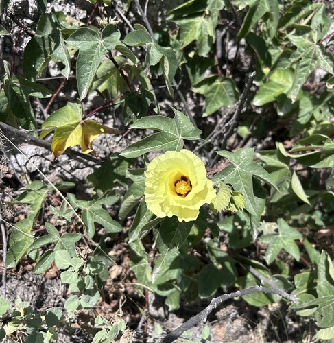 Gossypium barbadense observed 2026-06-26