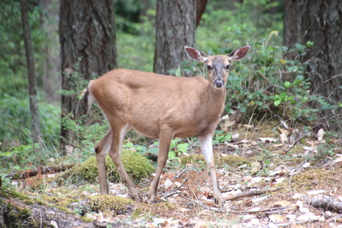 Mule Deer