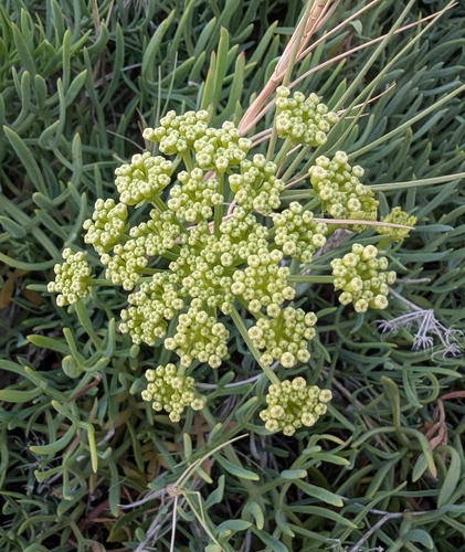 rock samphire