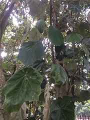 Pterospermum acerifolium