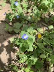 Veronica persica