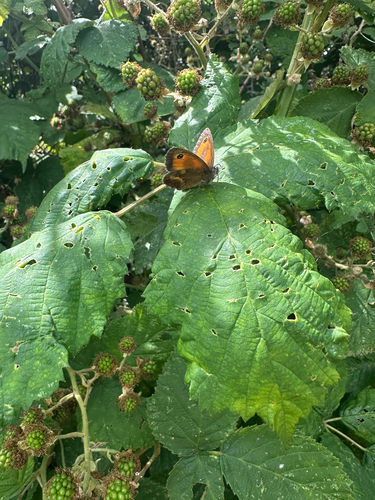 Gatekeeper
