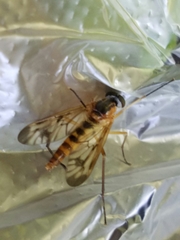 Rhagio albicornis