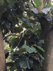 Pterospermum acerifolium