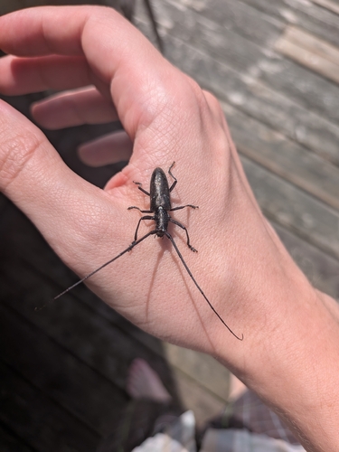 White-spotted Sawyer