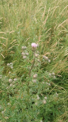 creeping thistle