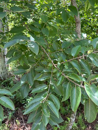 American persimmon