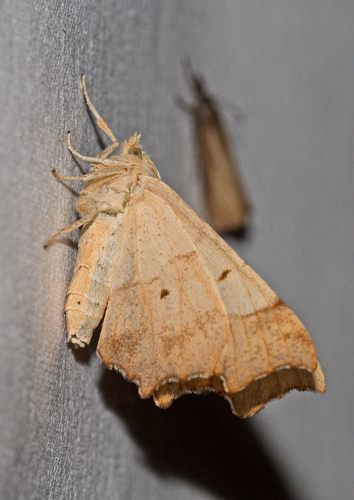 August Thorn, Utrecht, Utrecht, Netherlands, photo 10 of 10