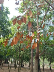 Chrysophyllum cainito