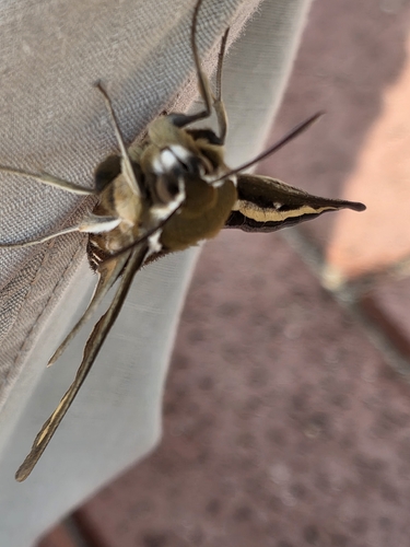 Bedstraw Hawkmoth