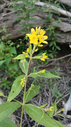 Yellow Loosestrife