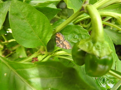 Xanthorhoe vacuaria