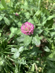 Trifolium pratense