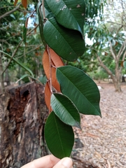 Chrysophyllum cainito