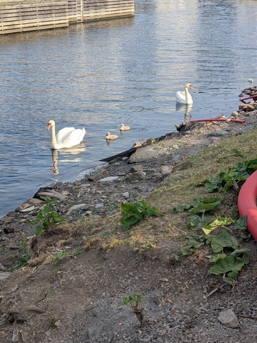 Mute Swan