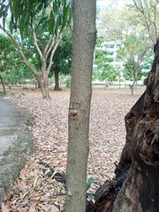 Chrysophyllum cainito