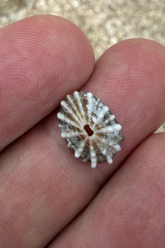 Fissurella nodosa, 2026-06-27
