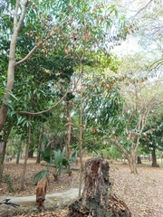 Chrysophyllum cainito