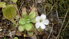 Pinguicula agnata