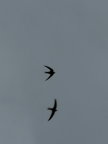 Common Swift