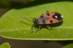 Horvathiolus superbus