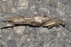 Canephora hirsuta