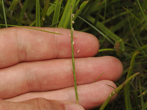 Parapholis strigosa observed 2026-06-27
