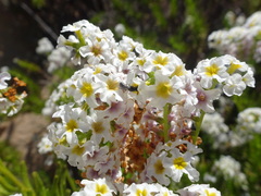 Heliotropium stenophyllum