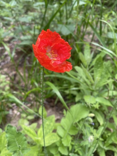 common poppy