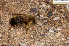 Anthophora plagiata