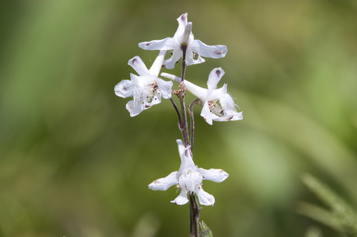 Delphinium carolinianum, photograph 6
