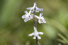 Delphinium carolinianum, photograph (c) Lauren McLaurin, some rights reserved (CC BY)