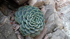 Echeveria minima