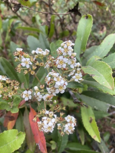 Toyon