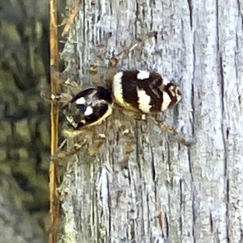 Zebra Jumping Spider