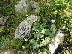 Ranunculus neapolitanus