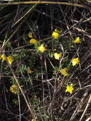 Oenothera berlandieri berlandieri