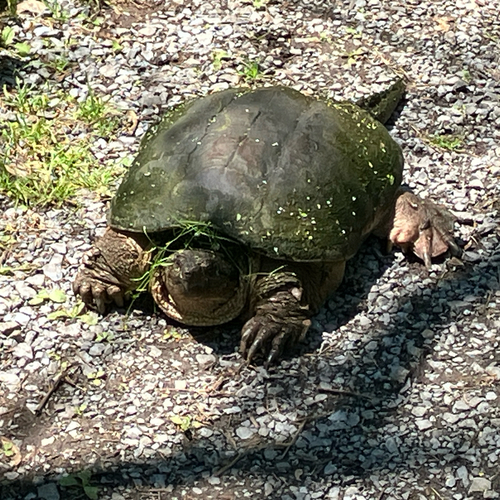Common Snapping Turtle