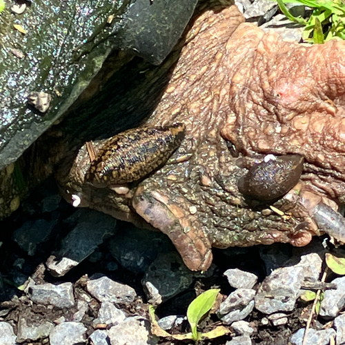 Smooth Turtle Leech