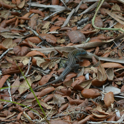 Six-lined Racerunner