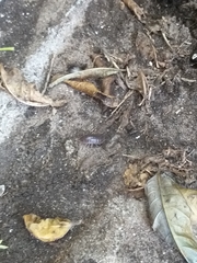 Porcellio laevis