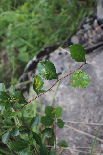 Crataegus berberifolia observed 2026-06-23