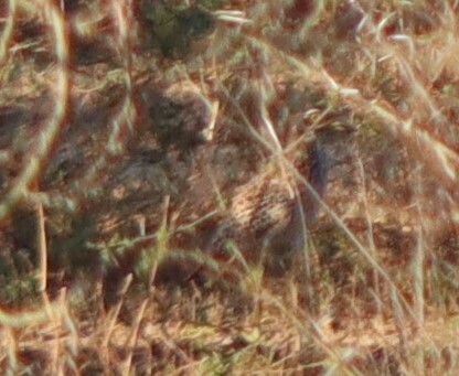 Spotted Thick-knee