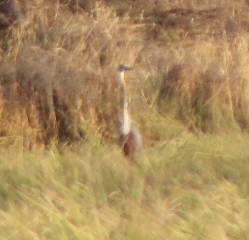 Goliath Heron