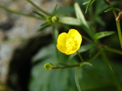 Ranunculus neapolitanus