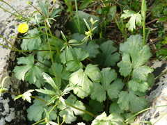 Ranunculus neapolitanus